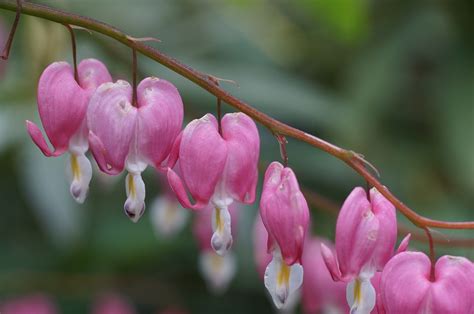 About bleeding hearts bleeding heart grows best in cool, moist conditions. Traenendes Flower Pink Bleeding Heart Plant-20 Inch By 30 ...