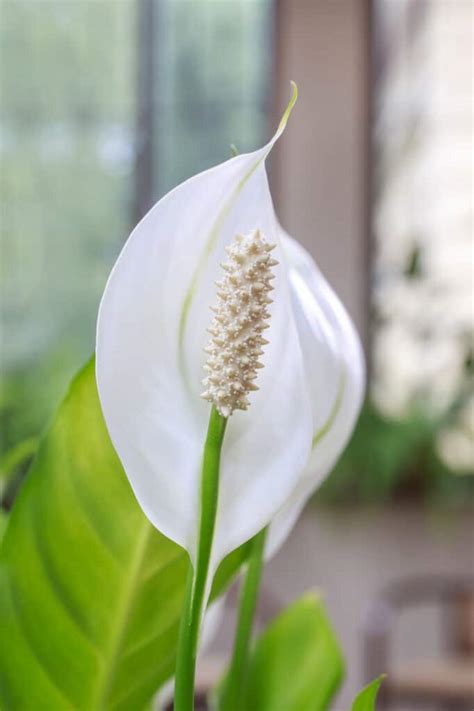 Peace lilies prefer bright indirect light. Peace Lily Care: How to Care for this Blooming Houseplant