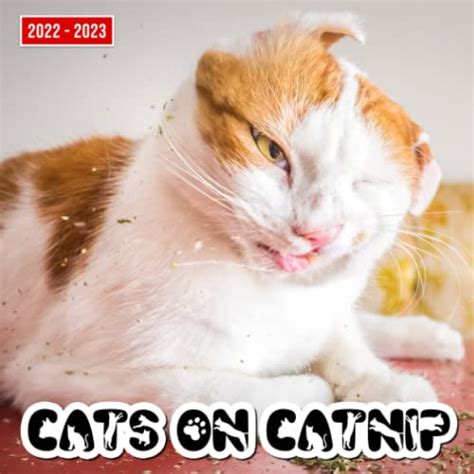 Cats On Catnip 2022 Calendar Cute Cat Kitten Squared Mini Planner Jan