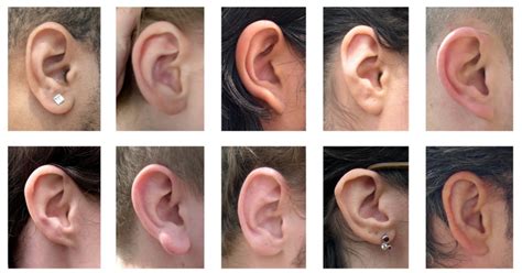 What Does Your Ear Shape Reveal About You One Shape Is That Of Smart