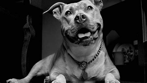 Funny Pitbull Dog Quotes Pitbull Dog