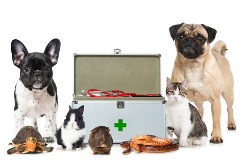 5 Critical Tips For Proper Pet Care Homesteader Depothomesteader Depot