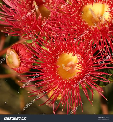 Red Flowers Gum Tree Eucalyptus Phytocarpa Stock Photo 46274131