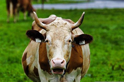 Free Photo Animal Dairy Cow Cow Cattle Horns Dairy Cattle Max Pixel