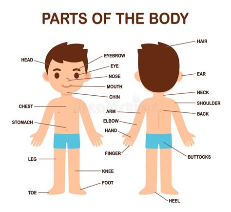 This pdf is a set of parts of the body flashcards. Boy Body Parts Diagram Poster Stock Vector - Illustration of head, color: 89757031