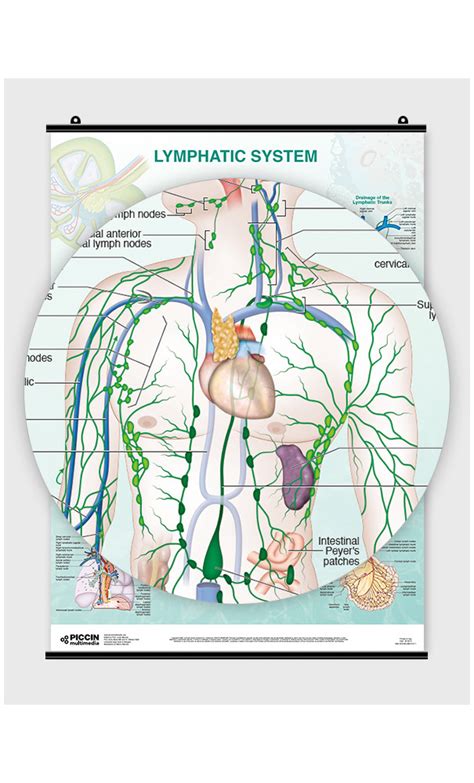 Individual Lymphatic System Poster Full Body Front And Back Images