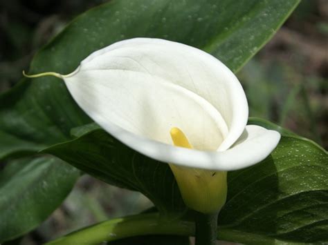 Its true home is outdoors so it'll need to be transplanted in your garden bed or border after the flowers are spent. Calla Large White - Calla Lily - Flowers and Fillers ...