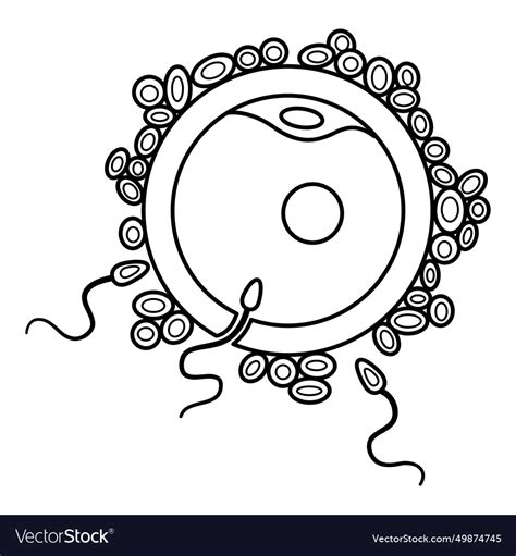 process of human fertilization for coloring page vector image