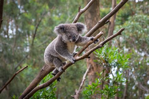 Where Did The Drop Bear Myth Come From Australian Geographic