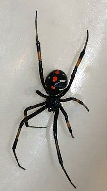 However, typically, male black widows are not considered poisonous. Latrodectus - Wikipedia
