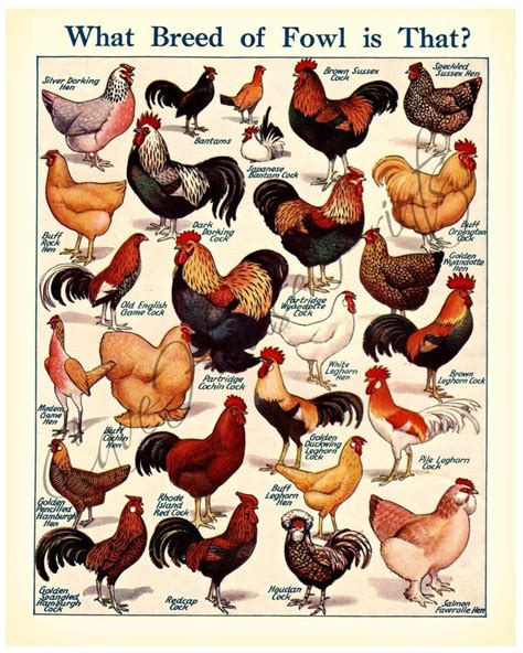 Breeds Of Fowl Vintage Print 4x5 Etsy Pet Chickens Chickens