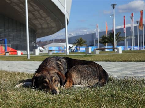 Sochi Dogs Catching Up With Furry Stars Of 2014 Winter Olympics