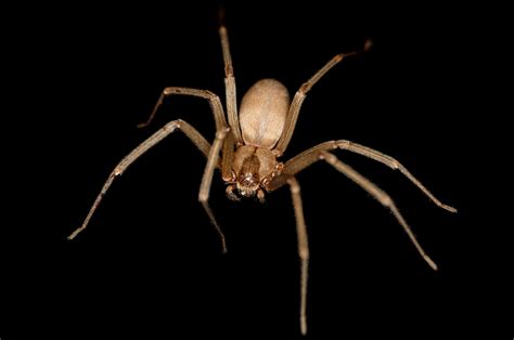 Youve Been Bitten By A Brown Recluse Spider Now What Local News