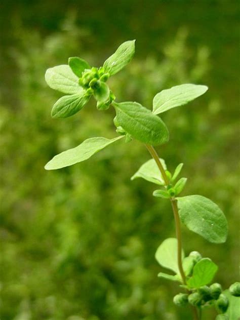 Marjoram And Its Many Benefits