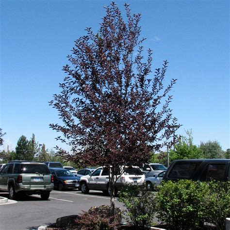 Shop Black Firday Brighter Blooms Canada Red Chokecherry Tree Shop All