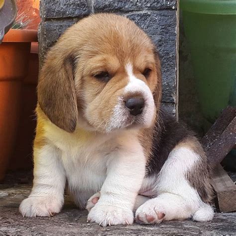 Best 25 Beagle Puppies Ideas On Pinterest Beagle Puppy