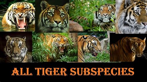 Tiger Subspecies All Tiger Subspecies Of The World Youtube