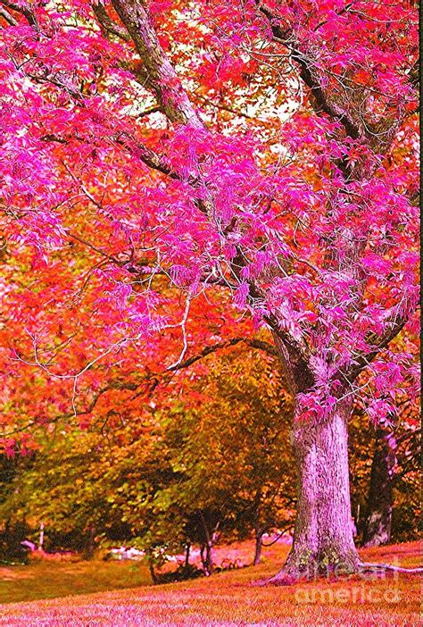 Fuschia Tree Photograph By Nadine Rippelmeyer