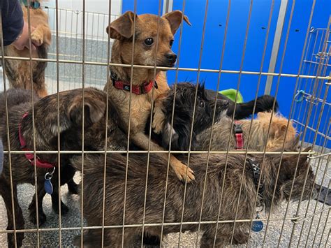 Yorkie Chihuahua Mixed Breed Dogs Rescued By Mspca