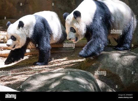 Twin Sister Giant Panda Bears Ailuropoda Melanoleuca At Zoo Atlanta