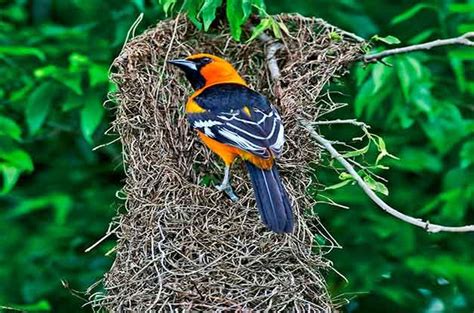 8 Different Kinds Of Bird Nests And How To Spot Them Birds And Blooms