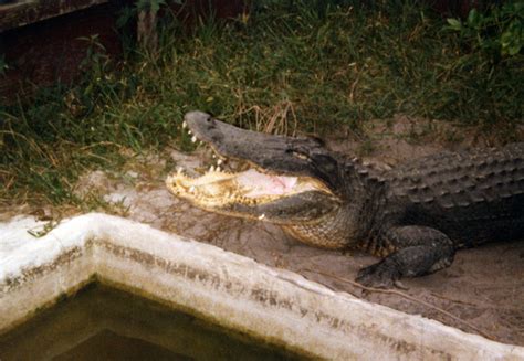 Florida Memory Alligator At A Seminole Indian Village In The Everglades