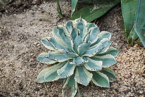 Tropical Succulent Thick Leaf Agave Photography Map Background