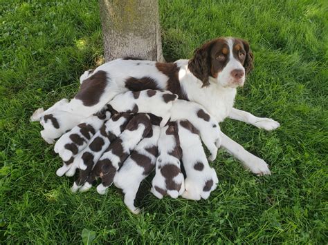 Currently we have three male and one liver and white female available. English Springer Spaniel Puppies For Sale | Romulus, MI #277537