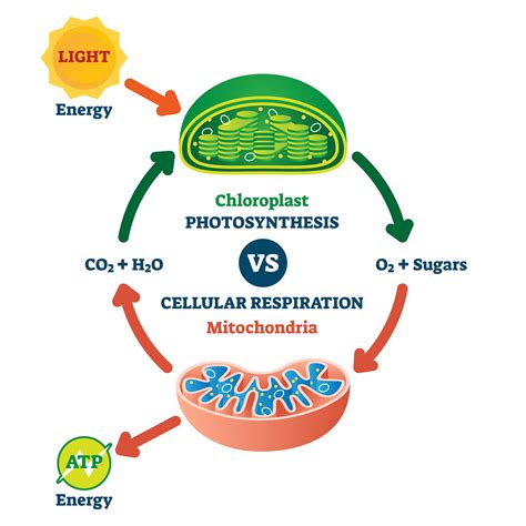 The Importance Of Photosynthesis To Humans