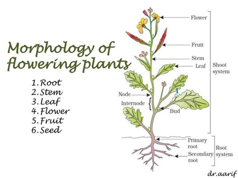 Morphology Of Flowering Plants I Root Stem And Leaf Ppt
