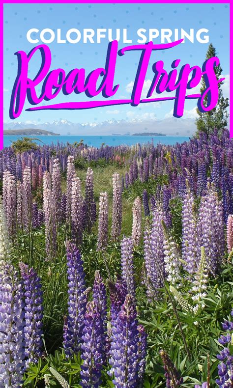 7 Spring Road Trips To The Most Colorful Flowers Across America Road