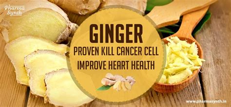 Ginger Proven Kill Cancer Cell Improve Heart Health Pharmasynth Formulations Ltd