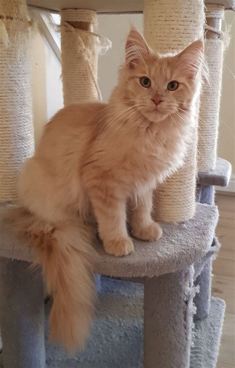 At havah maine coons, we are committed to producing healthy, friendly, beautiful maine coon cats that make wonderful companions. Maine Coon Kitten | Chesterfield, Derbyshire | Pets4Homes