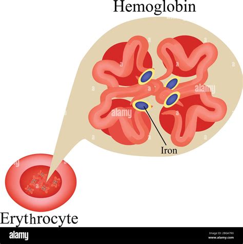 Hemoglobin Within Red Blood Cell Erythrocyte Hemoglobin Infographics