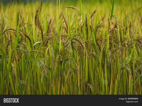 Rice Field Closeup Image And Photo Free Trial Bigstock