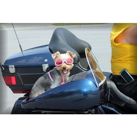 But, a motorcycle dog carrier is an easy way to ensure your dog stays safe while they're on the open road. Dog Carriers For Motorcycles | motorcycle dog carrier pet ...