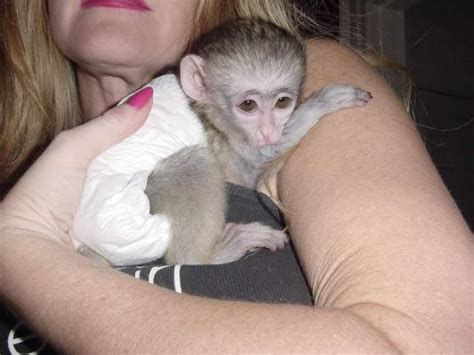 Friendly Diaper Trained Baby Capuchin Monkeys