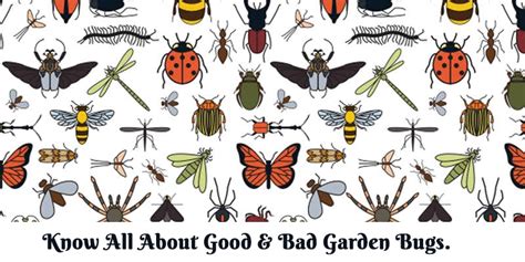 Know All About Good And Bad Garden Bugs
