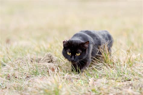 Do not allow your cat outdoors for at least two weeks after surgery. Free Cat Spay and Neuter Services | Houston PetTalk ...