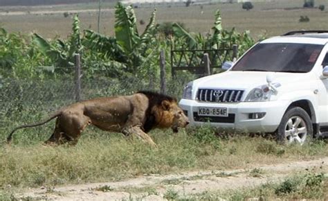 World News Lion Shot Dead After Attacking Man