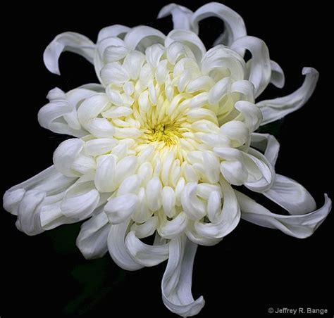 White Chrysanthemum Flowers Chrysanthemum White Chrysanthemum