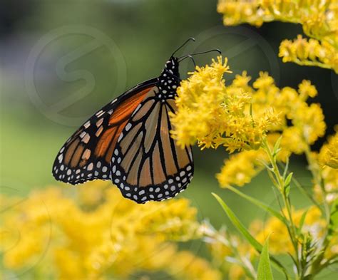 Vivid Monarch Butterfly Danaus Plexippus On A Goldenrod Plant In
