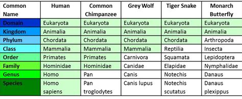 Warm Up Using The Table Below What Species Two Are More Closely
