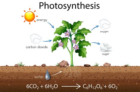 Photosynthesis Flow Diagram