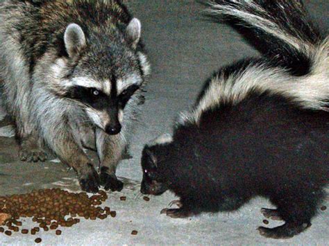 Before thinking about getting a pet skunk, make sure they are legal to own in your area. Living In Harmony with Wildlife - Skunks & Raccoons