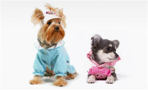 Pet friendly hotels in naples. Doggy Day-care Dog Grooming, Boarding Pet Spa Naples,Florida