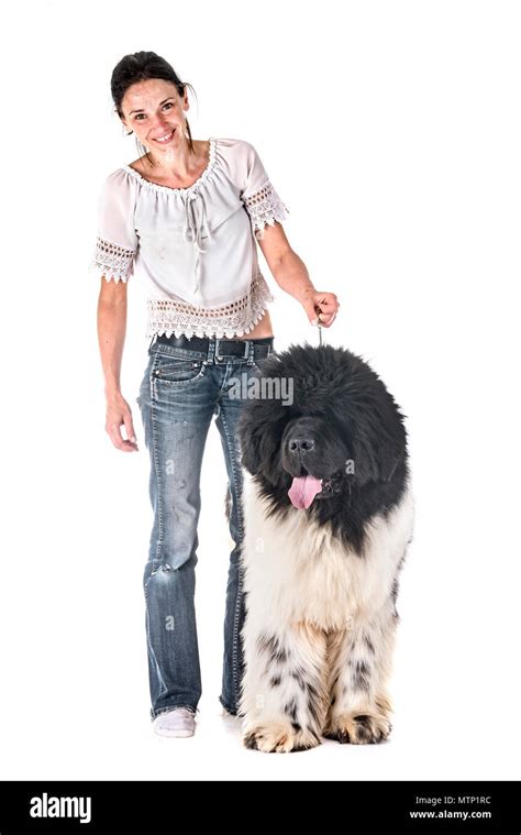 Newfoundland Dog And Woman In Front Of White Background Stock Photo Alamy