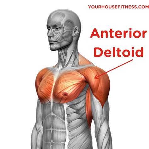 Deltoid Muscle Anatomy