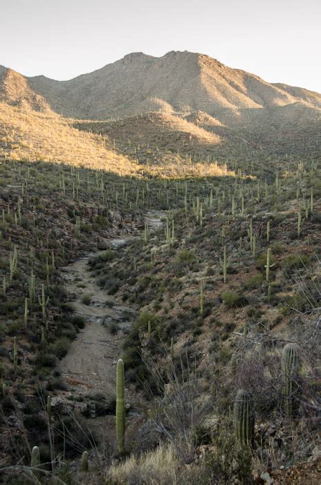Saguaro National Park Is Exactly Why We Need A Strong National Park