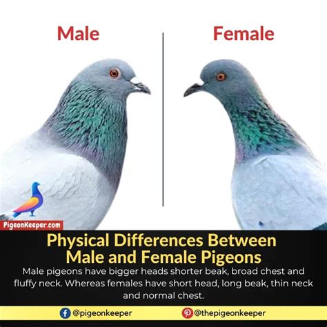 12 Ways To Know If Your Pigeon Is A Male Or A Female